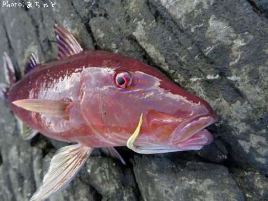 ���������ڥޥ륯���ҥ᥸��