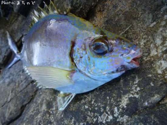 ����졼�ڥϥʥ�������