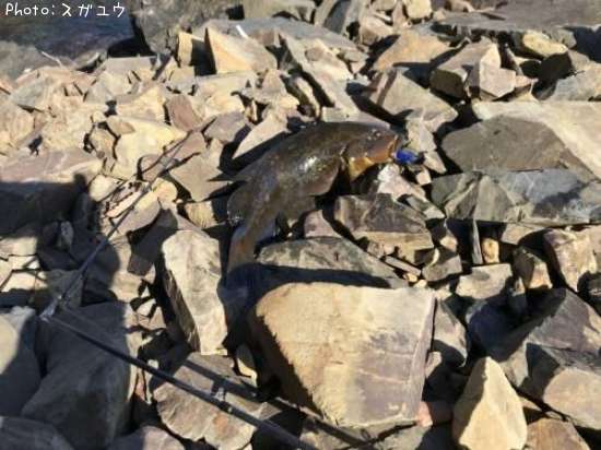 �����ʥ�