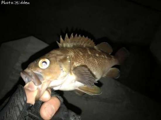 ������Х�