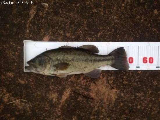 �֥�å��Х�