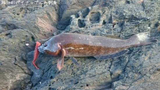 �����ʥ�