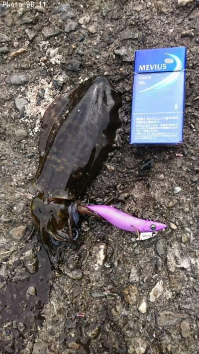 �����ꥤ��