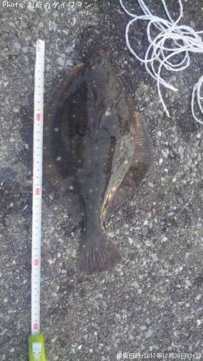 �������쥤