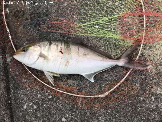 �ͥ�ʥ���ѥ�