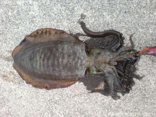 �����ꥤ��