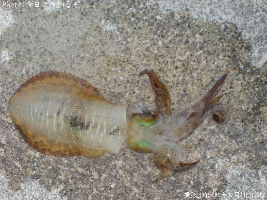 �����ꥤ��