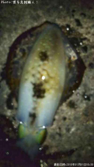 �����ꥤ��