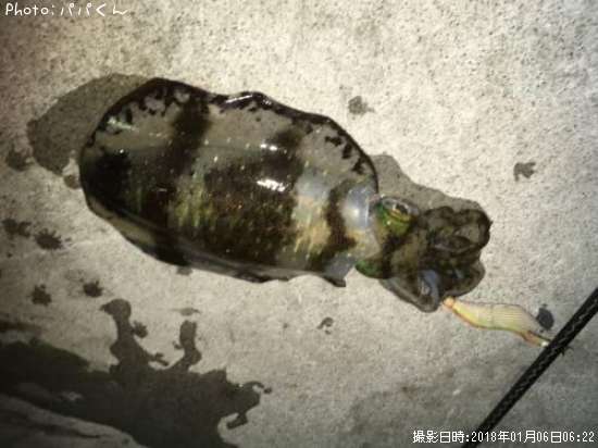 �����ꥤ��