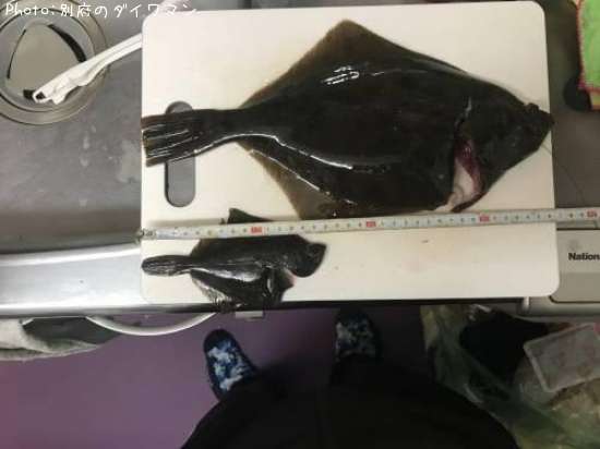 �������쥤