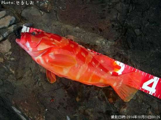 �������ϥ���