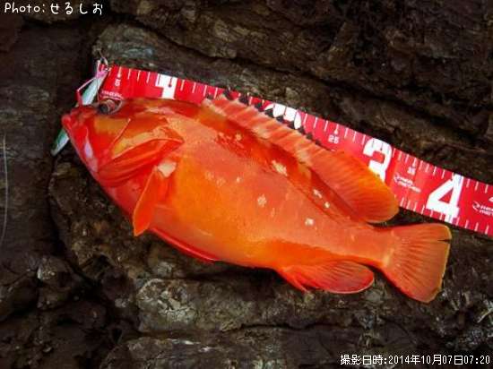 �����ϥ�