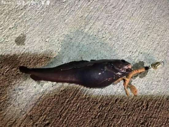 �������������ʥ�