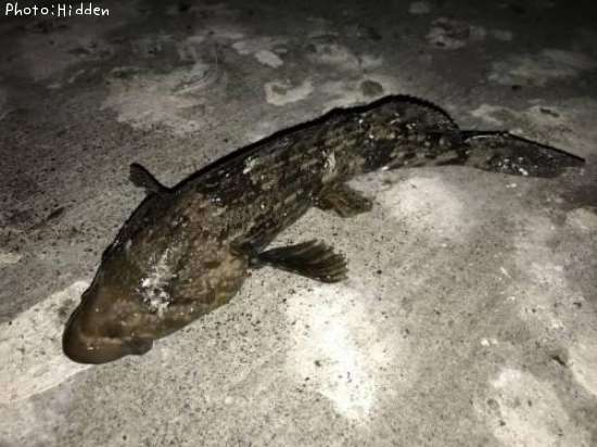 �����ʥ�