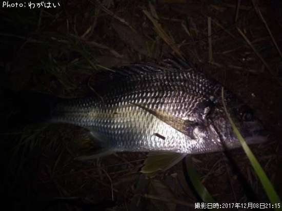 ���ӥ졢������