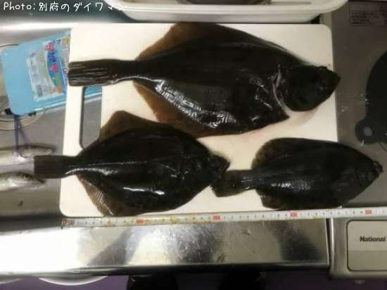 �������쥤