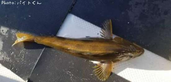 �����ʥ�