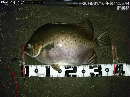 �����ۥ��ޥ󥸥奦����