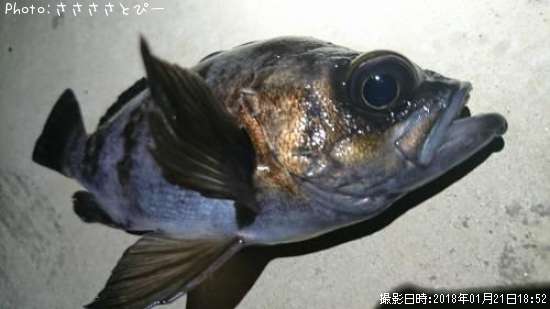 ��Х������