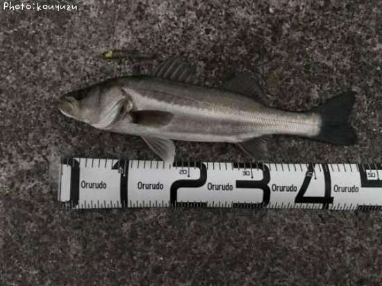 �����Х�