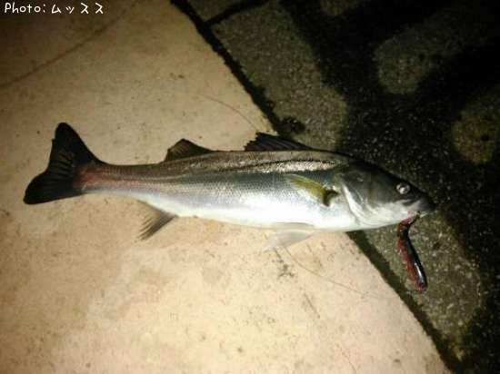 �����Х�