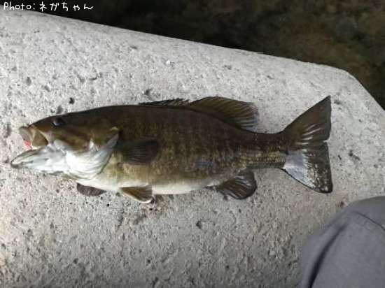 ���⡼��ޥ����Х�