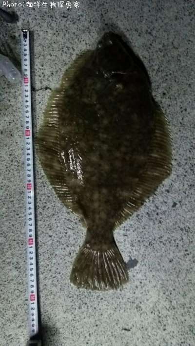 �ޥ����쥤