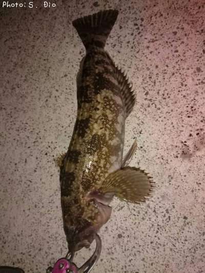 �����ʥ�