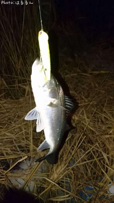 �����Х�