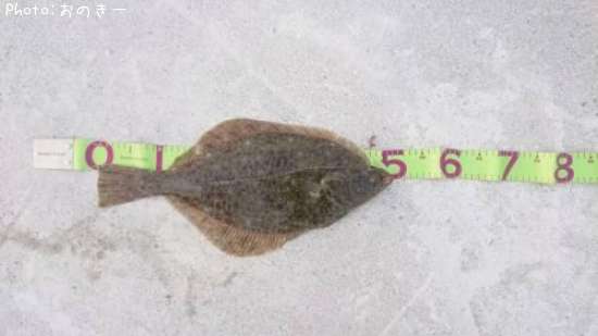 �������쥤