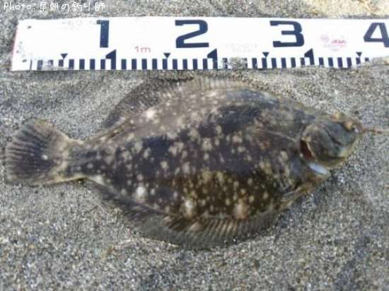 �ޥ����쥤