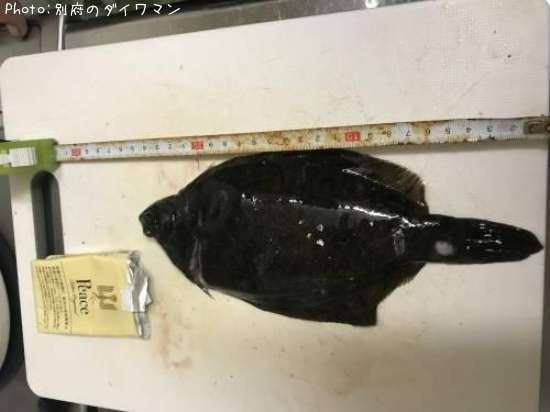 �ޥ����쥤