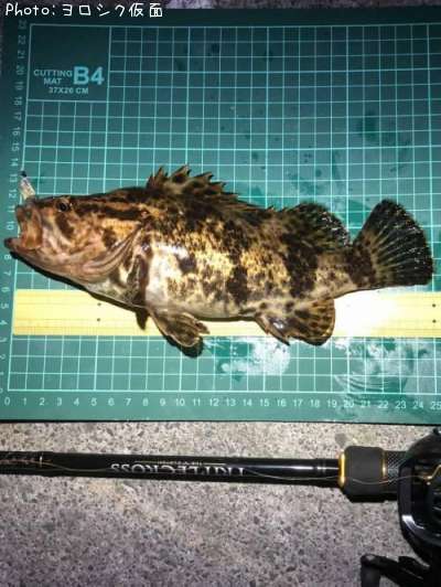 �٥å�������