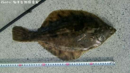 �ޥ����쥤