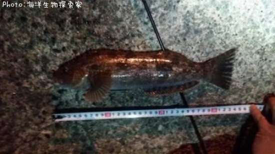 �����ʥ�