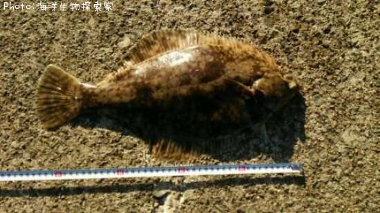 �ޥ����쥤