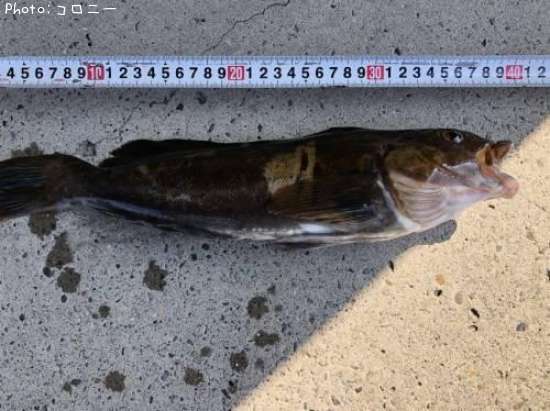 �����ʥ�