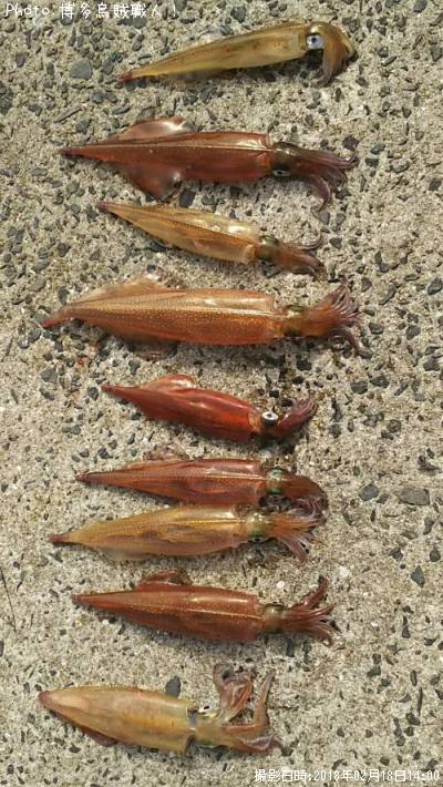 ��ꥤ�������󥵥�����