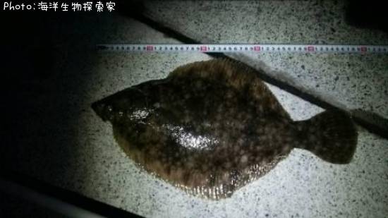 �ޥ����쥤