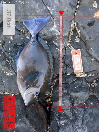 �˥�����