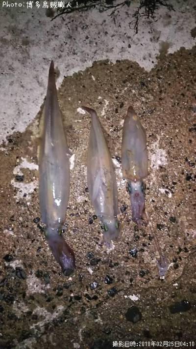 ��ꥤ�������󥵥�����