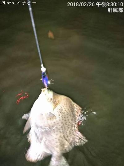 �����ۥ��ޥ󥸥奦����