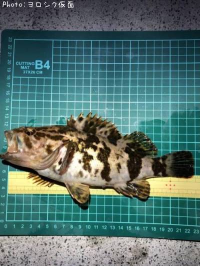 �����Υ���Х�