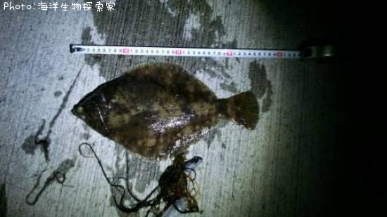 �ޥ����쥤