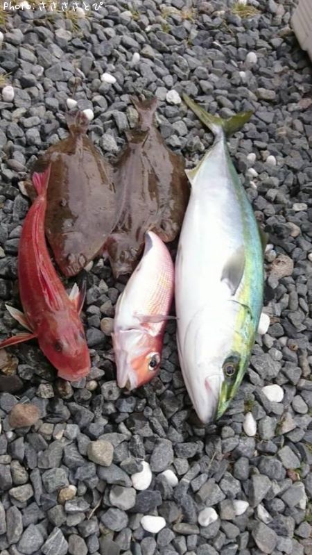 ���ʥ������쥤�����ʥ������¾��������