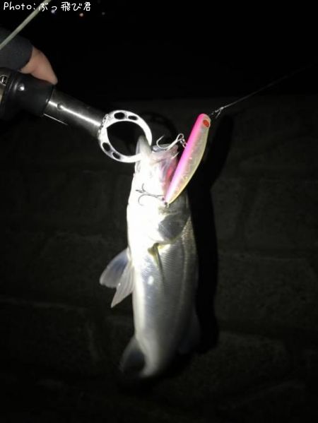 ���������ʥ����Х���