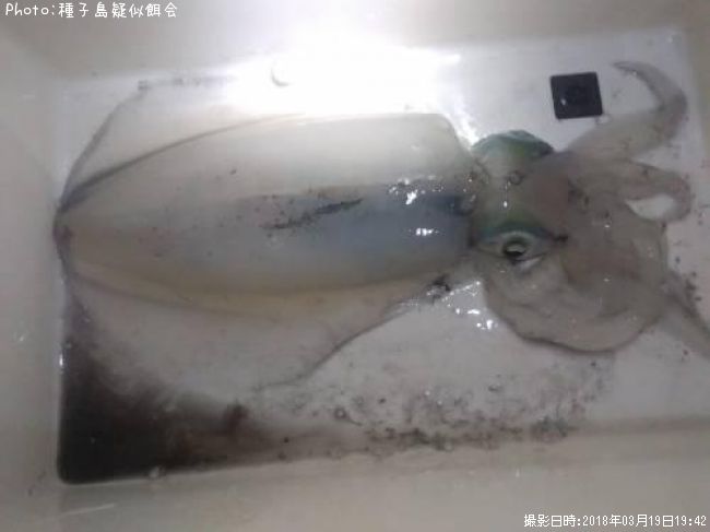 �����ꥤ��