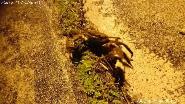 �⥯������