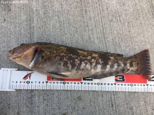 �����ʥ�