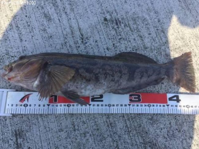 �����ʥ�